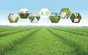 Hỗ trợ đưa hộ sản xuất nông nghiệp lên sàn thương mại điện tử, thúc đẩy phát triển kinh tế số nông nghiệp